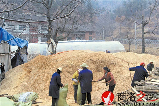 韓子坪村薪炭林資源豐富，群眾采取間伐或管護取枝的材料制作鋸末填充料袋，保證生產(chǎn)出味道鮮美的食用菌。