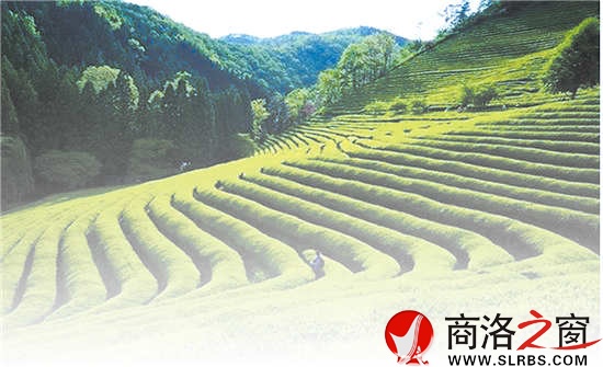 商南是陜西有名的產(chǎn)茶區(qū)，滿山遍野的茶樹就像是覆蓋在山上的綠毯子，成為農(nóng)民的綠色銀行。