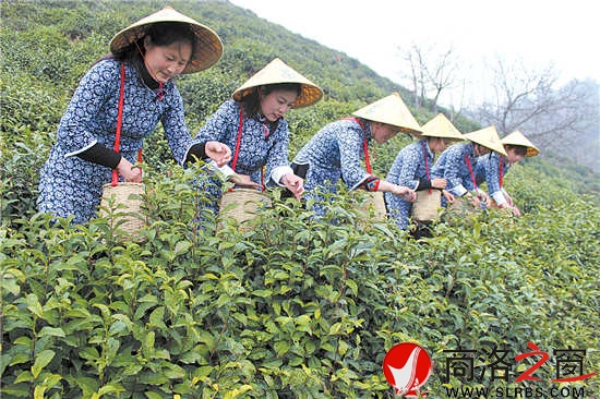 采茶時(shí)節(jié)，茶園與采茶女成為商南一道靚麗的風(fēng)景。