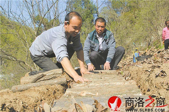 社員石立峰正在種植豬苓,趙實明在旁邊進行技術指導。