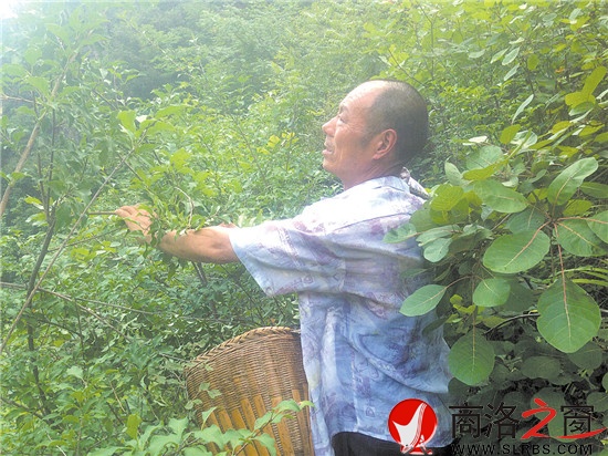 打山貨每天能賣(mài)百十元錢(qián)，成了炎炎夏季袁漢友最開(kāi)心的事情。