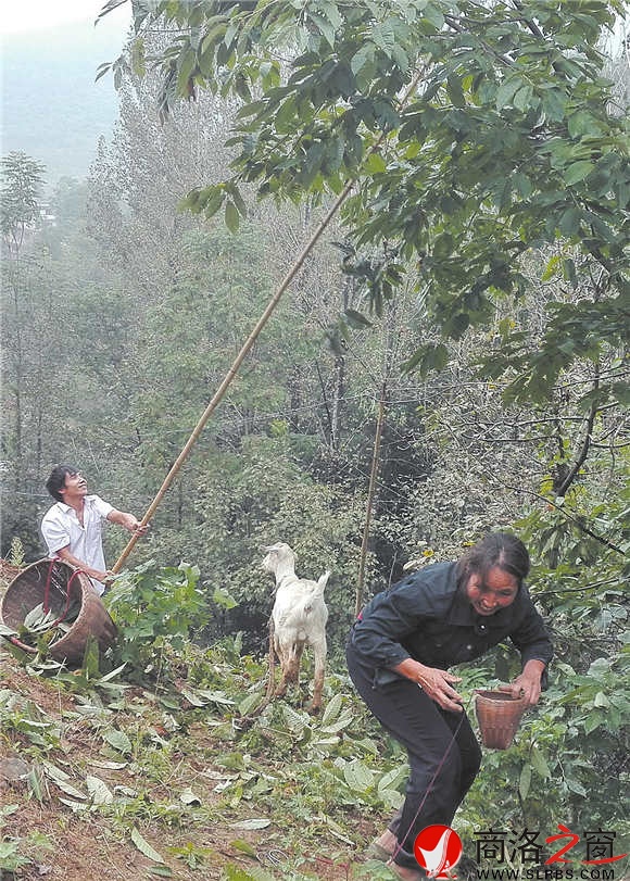 回龍鎮(zhèn)水源村村民正在采摘板栗