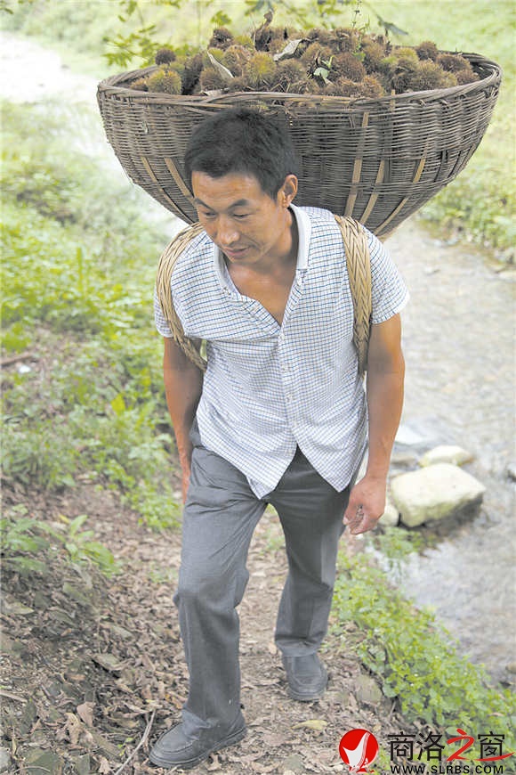 板栗收獲的艱辛，只有栗農(nóng)心里最清楚