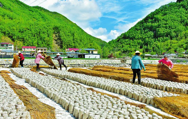 做強特色產(chǎn)業(yè) 賦能鄉(xiāng)村振興