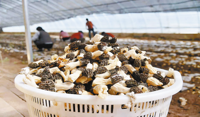 蹚出生態(tài)農(nóng)業(yè)強鎮(zhèn)之路