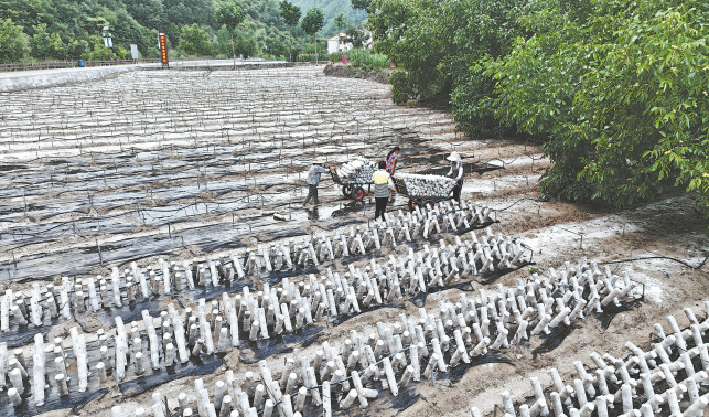 科技助力木耳產業(yè)發(fā)展